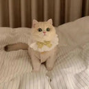 Colete Lambhair de Lã Macia – Patinha Feliz®